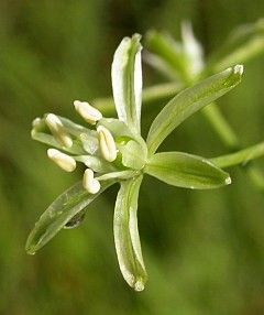 Bath Asparagus - Ornithogalum pyrenaicum © Teresa Farino